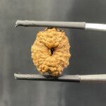 14-Mukhi-Rudraksha-Indonesian-16.62-Mm-Sp-C.jpg October 19, 2024 154 Kb