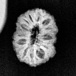 14-Mukhi-Rudraksha-Indonesian-16.32Mm.jpg October 19, 2024 188 Kb