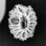 14-Mukhi-Rudraksha-Indonesian-16.62Mm.-C.jpg October 19, 2024 217 Kb