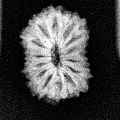 14-Mukhi-Rudraksha-Indonesian-16.94-X-Ray.jpg October 19, 2024 181 KB