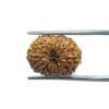 Indonesian Original 14 Mukhi Rudraksha - (17.70 Mm)