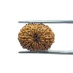 Indonesian Original 14 Mukhi Rudraksha - (17.70 MM)