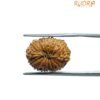 Indonesian Original 14 Mukhi Rudraksha - (17.70 Mm)