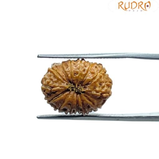 Indonesian Original 14 Mukhi Rudraksha - (17.70 MM)