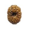 Indonesian Original 14 Mukhi Rudraksha - (17.70 Mm)