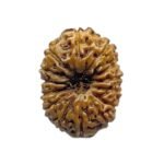 Indonesian Original 14 Mukhi Rudraksha - (17.70 Mm)