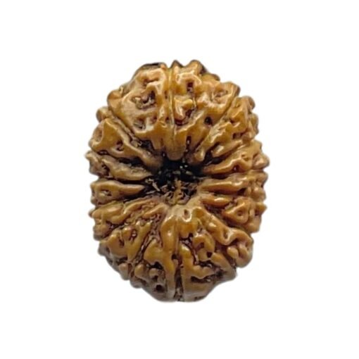 Indonesian Original 14 Mukhi Rudraksha - (17.70 MM)
