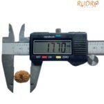 Indonesian Original 14 Mukhi Rudraksha - (17.70 Mm)
