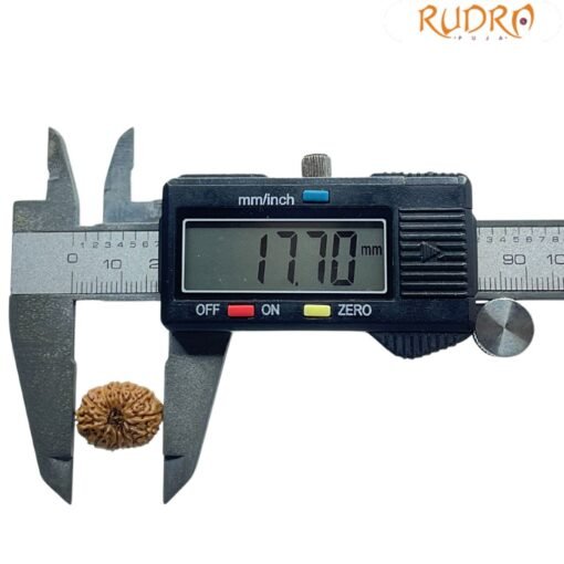 Indonesian Original 14 Mukhi Rudraksha - (17.70 MM)