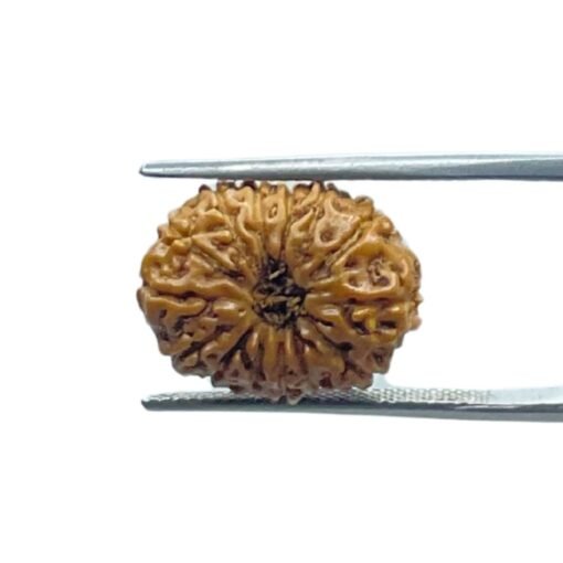 Indonesian Original 14 Mukhi Rudraksha - (17.70 Mm)