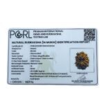 14 Mukhi Rudraksha Nepal (23.15 Mm)