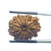 14 Mukhi Rudraksha Nepal (23.15 Mm)