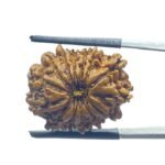 14 Mukhi Rudraksha Nepal (23.15 mm)