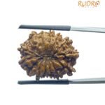 14 Mukhi Rudraksha Nepal (23.15 mm)