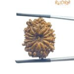14 Mukhi Rudraksha Nepal (23.15 Mm)