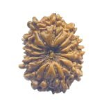 14 Mukhi Rudraksha Nepal (23.15 Mm)