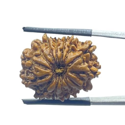 14 Mukhi Rudraksha Nepal (23.15 Mm)