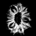 14 Mukhi Rudraksha Nepal (23.15 Mm)