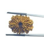 Fourteen Faced Rudraksha Nepal (25.05 MM)