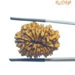 Alternative view of Fourteen Faced Rudraksha Nepal With X Ray Certificate (25.05 MM) - (Rudrapuja)
