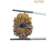 Fourteen Faced Rudraksha Nepal With X Ray Certificate (25.05 Mm) - (Rudrapuja)