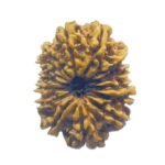 Fourteen Faced Rudraksha Nepal With X Ray Certificate (25.05 Mm) - (Rudrapuja)