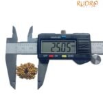 Fourteen Faced Rudraksha Nepal With X Ray Certificate (25.05 Mm) - (Rudrapuja)