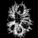 Fourteen Faced Rudraksha Nepal With X Ray Certificate (25.05 Mm) - (Rudrapuja)