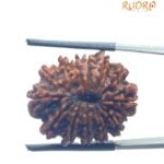 14 Mukhi Rudraksha Original (24.35 mm)