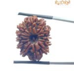 14 Mukhi Rudraksha Original (24.35 Mm)