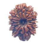 14 Mukhi Rudraksha Original (24.35 Mm)