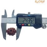 14 Mukhi Rudraksha Original (24.35 Mm)