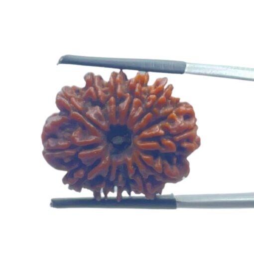 14 Mukhi Rudraksha Original (24.35 Mm)