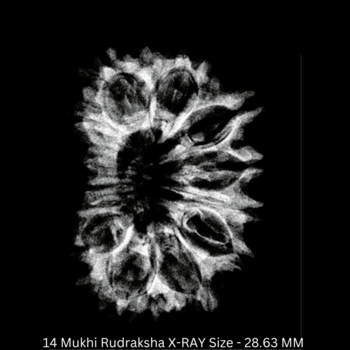 14 Mukhi Rudraksha X-RAY Size - 28.63 MM