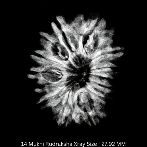 14 Mukhi Rudraksha Xray Size - 27.92 MM