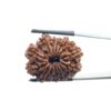 14 Mukhi rudraksha 26.45 mm