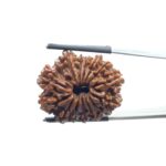 14 Mukhi rudraksha 26.45 mm