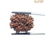 14 Mukhi rudraksha 26.45 mm