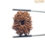 14 Mukhi rudraksha 26.45 mm