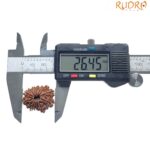 14 Mukhi rudraksha 26.45 mm