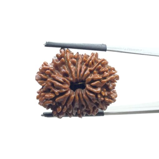 14 Mukhi rudraksha 26.45 mm