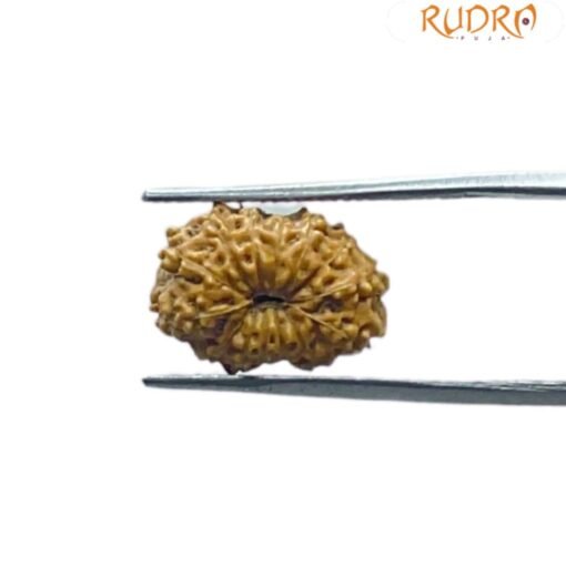 14 mukhi Indonesian Rudraksha (15.75 MM) With X - Ray