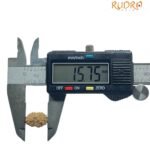 14 Mukhi Indonesian Rudraksha (15.75 Mm) With X - Ray