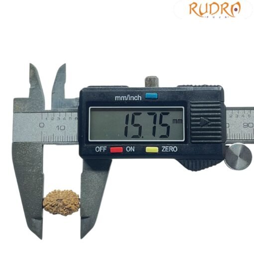 14 mukhi Indonesian Rudraksha (15.75 MM) With X - Ray