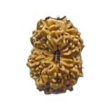 14 Mukhi Indonesian Rudraksha (15.75 Mm) With X - Ray