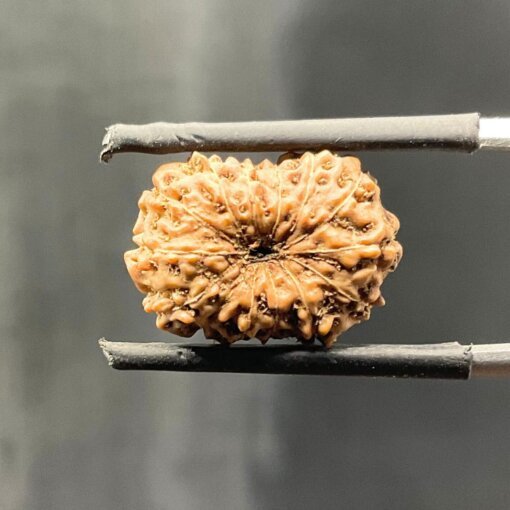 14-mukhi-Indonesian-Rudraksha-16.94-mm-BP-C.jpg October 19, 2024 179 KB