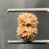 14-Mukhi-Indonesian-Rudraksha-16.94-Mm-Sp-C.jpg October 19, 2024 184 Kb