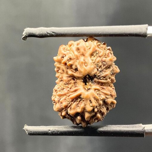 14-mukhi-Indonesian-Rudraksha-16.94-mm-SP-C.jpg October 19, 2024 184 KB