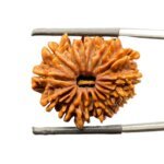 15-Face-Rudraksha-27.12-MM-MP-C.jpg October 18, 2024 108 KB 1100 by 1100 pixels