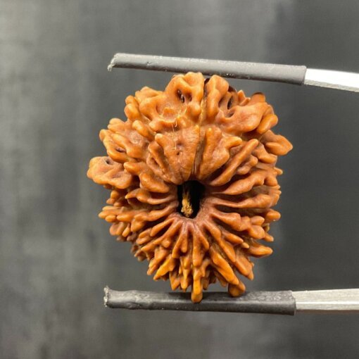 15-Face-Rudraksha-27.12-MM-SP-C.jpg October 18, 2024 163 KB